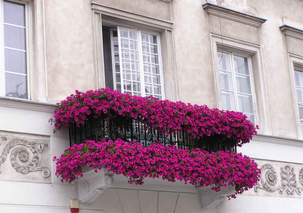 Quelles plantes choisir pour son balcon et ses fenêtres?