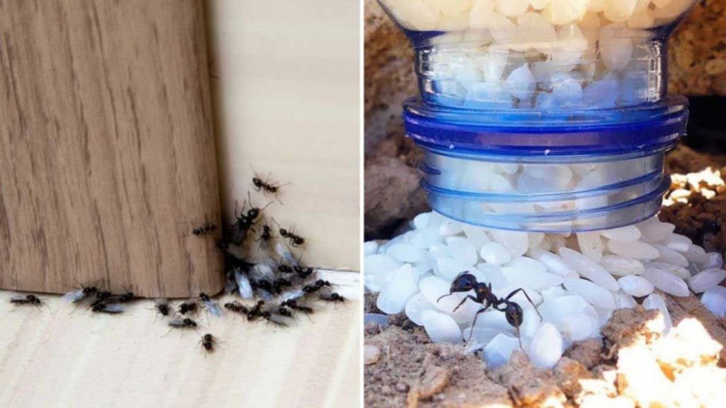 Comment se débarrasser des fourmis sans pesticides ?