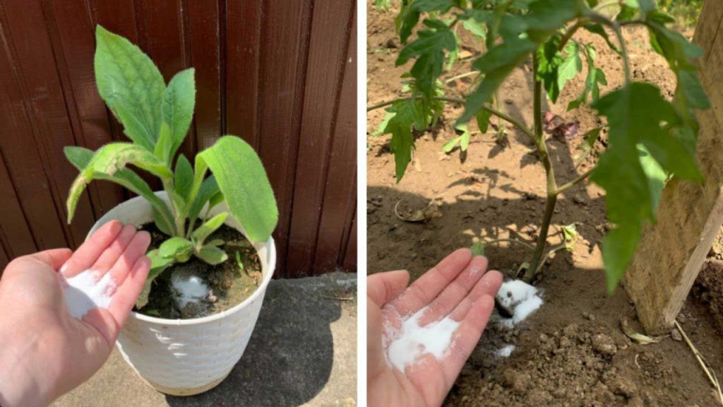 Voici 8 utilisations du bicarbonate de soude dans le jardin