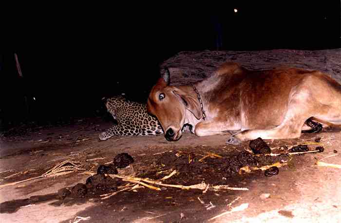 Difficile à croire : un léopard rend visite à une vache tous les soirs et se couche à côté d’elle