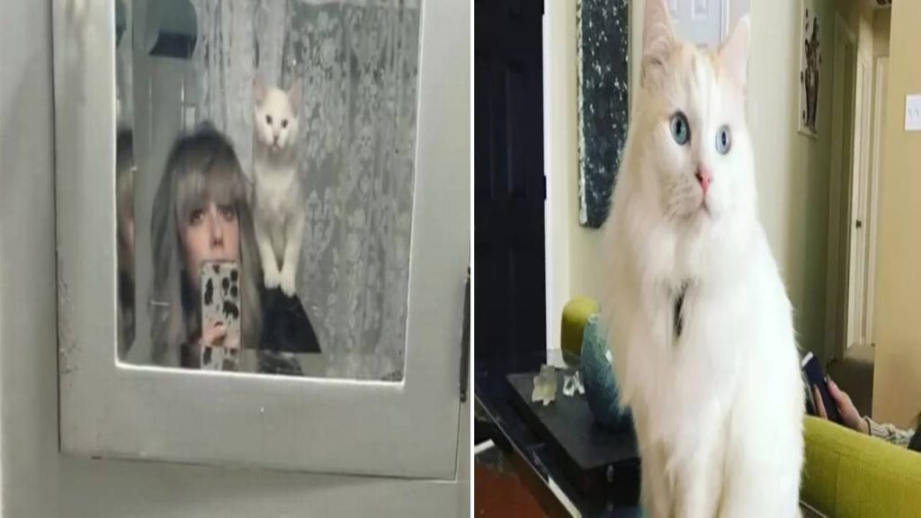Une femme a payé 22 000 euros pour faire cloner son chat.