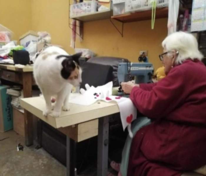 Une vieille femme fabrique des nounours en peluche afin de gagner de l'argent pour aider les chats