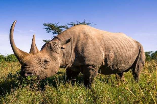 Des lions ont mangé trois rhinocéros braconniers vivants dans une réserve naturelle d'Afrique du Sud. 