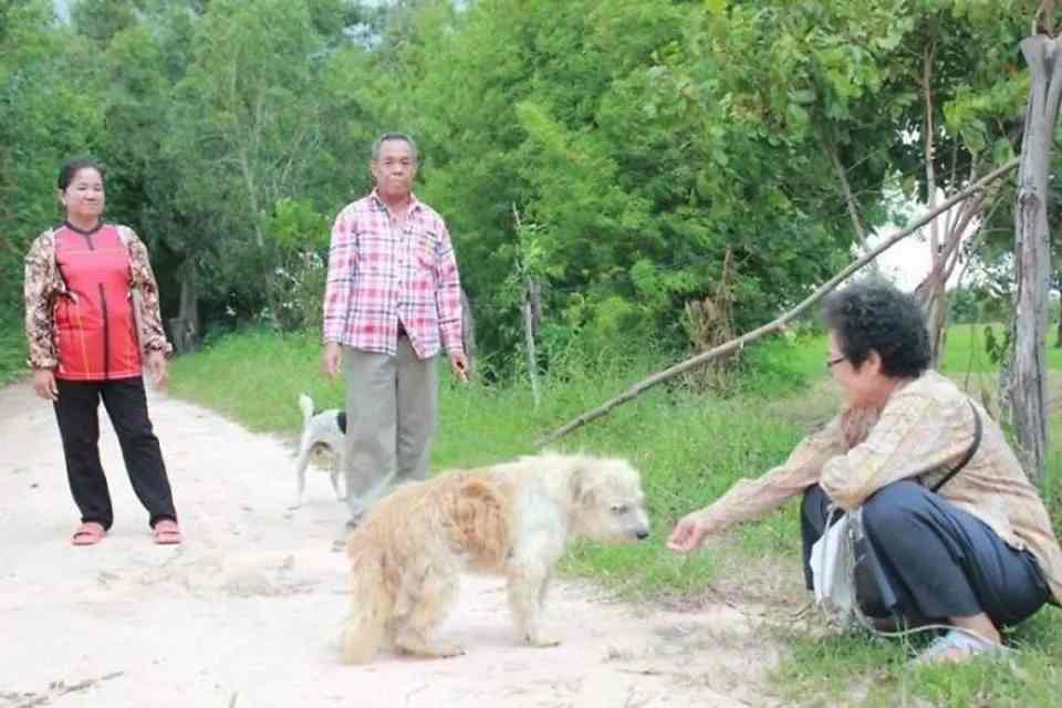 Un chien fidèle attend son maître pendant 4 ans à l'endroit même où il les a perdus