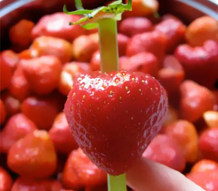 Utilisez une paille pour retirer le sommet d'une fraise