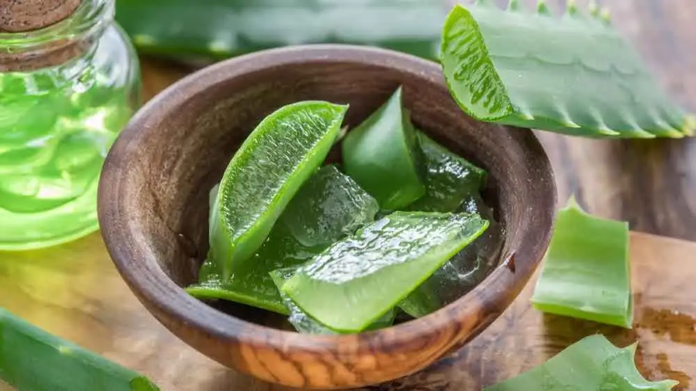 14 raisons pour lesquelles vous devriez cultiver une plante d’aloe vera chez vous