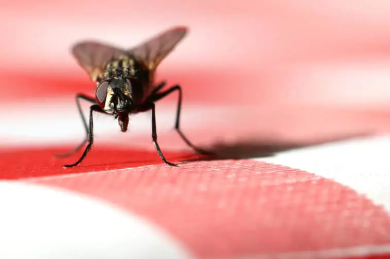 10 astuces de grand-mère pour chasser les mouches de chez vous