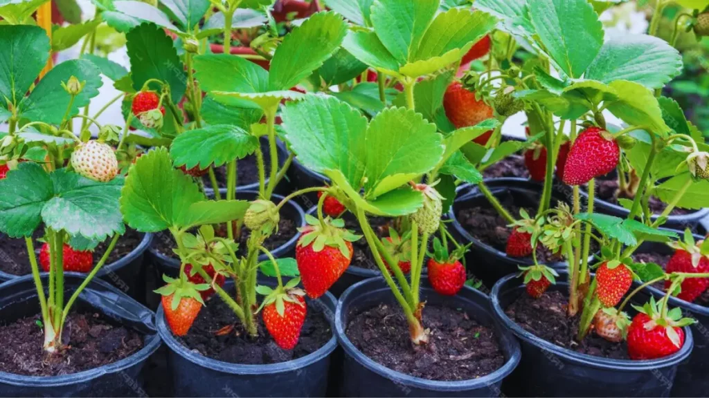25 Pots De Plantation Noirs Ronds 10L - Polypropylène Recyclé Pour Jardin Et Herbes