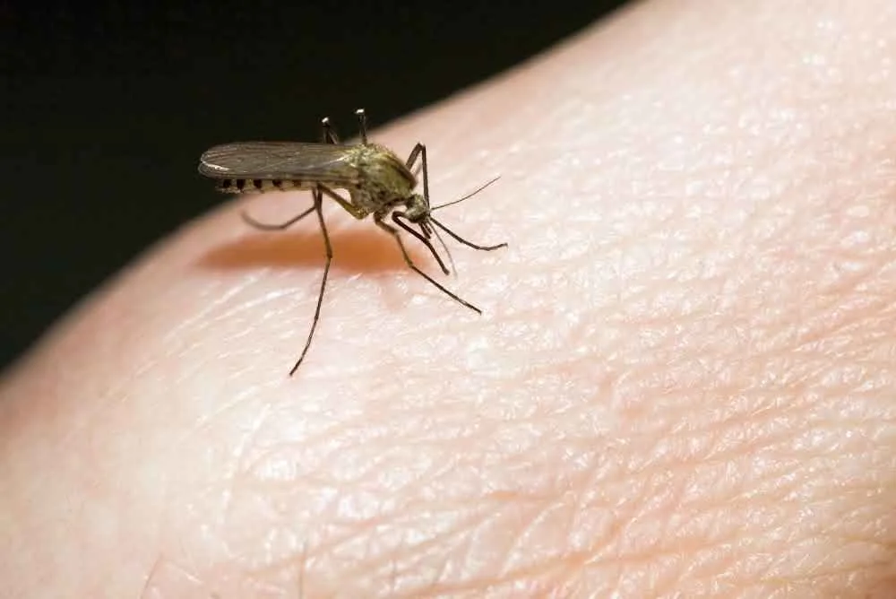 10 répulsifs naturels pour éloigner les moustiques de la maison