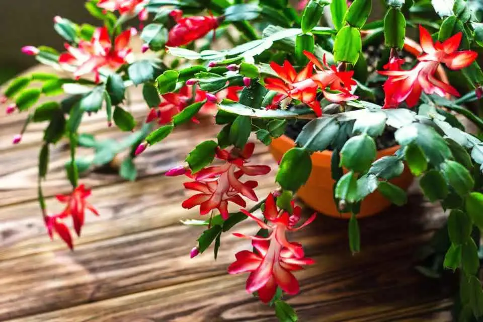 10 choses que tout propriétaire de cactus de Noël doit savoir