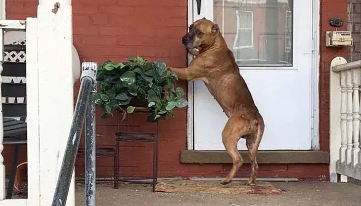 Un chien attend devant une maison pendant des semaines après que sa famille ait déménagé et l’a abandonné