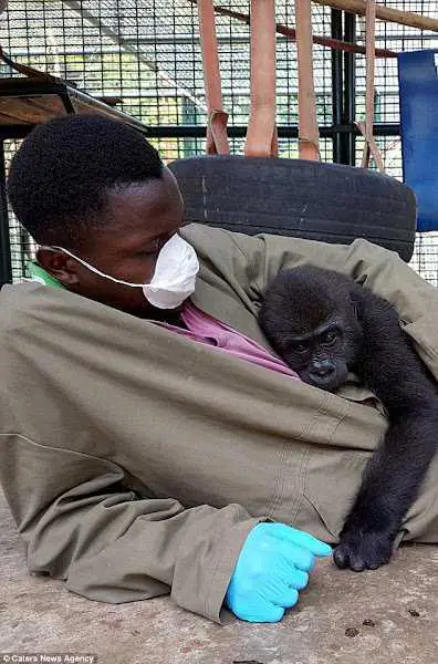 Un gorille orphelin secouru cherche le réconfort dans les bras d'un soignant