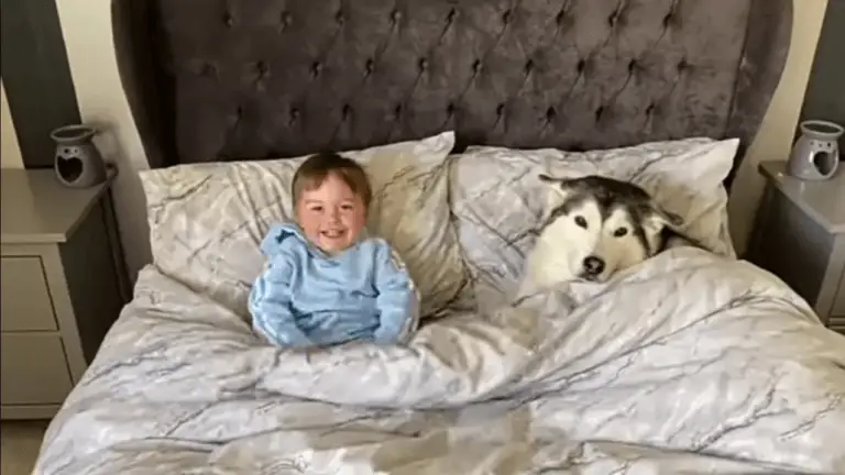 Un husky refuse de sortir de son lit, mais accepte de le partager avec un jeune enfant
