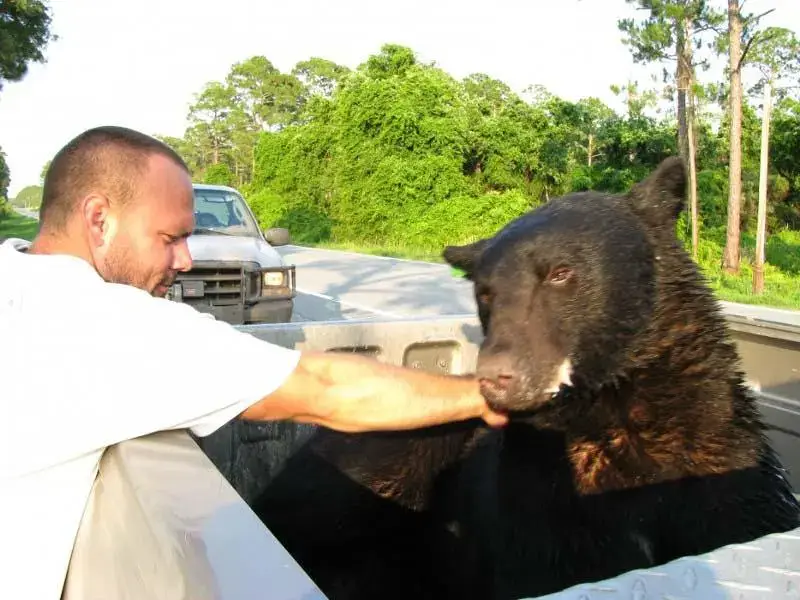 Un homme courageux risque sa vie pour sauver un ours de plus de 200 kg qui se noie
