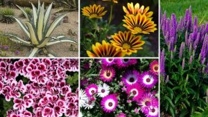 15 Plantes Résistantes À La Chaleur