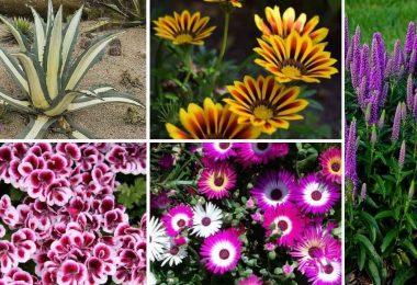 15 Plantes Résistantes À La Chaleur
