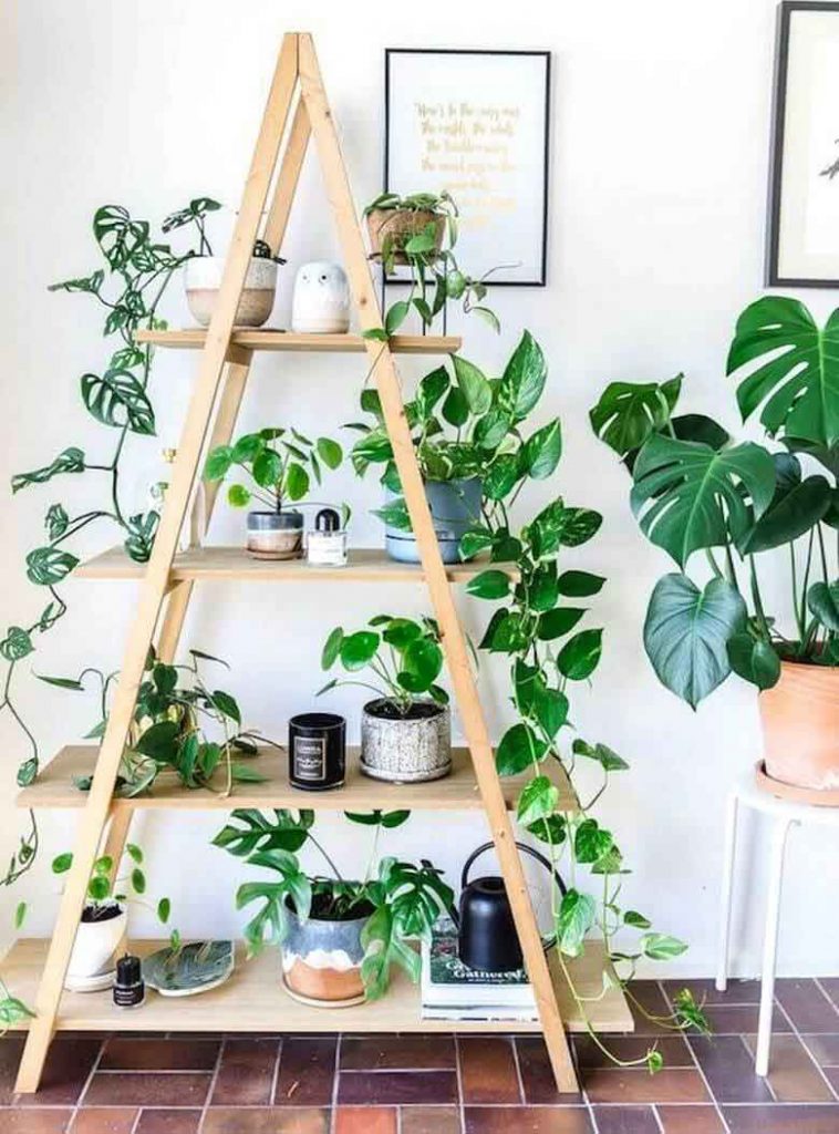 Plantes Vertes : Comment Disposer Dans La Maison