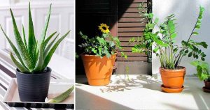 5 Plantes Qui Poussent Dans Votre Jardin Avec Un Peu D'arrosage
