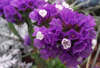 Comment cultiver le Limonium