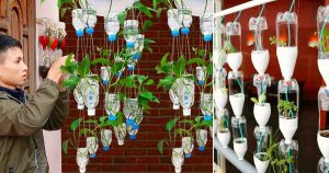 Jardins verticaux en bouteilles de plastique