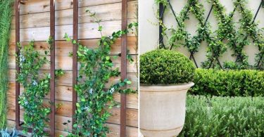 Meilleurs idées pour embellir votre jardin avec des plantes grimpantes