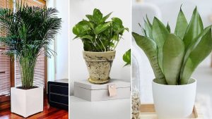 Comment disposer ses plantes vertes dans la maison ?