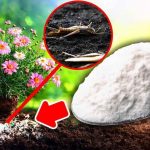 Le bicarbonate de soude pour jardin?