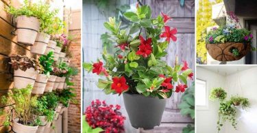 Cultiver des fleurs en suspensions pour décorer votre maison!