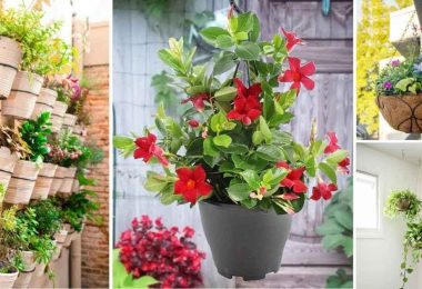 Cultiver des fleurs en suspensions pour décorer votre maison!