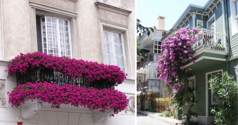 Quelles plantes choisir pour son balcon et ses fenêtres?