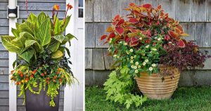 Top 10 Plantes d'ombre colorés pour votre pot de jardin