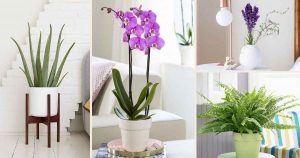 Des plantes pour attirer l'énergie positive à votre maison