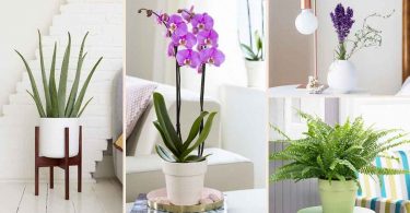 Des plantes pour attirer l'énergie positive à votre maison