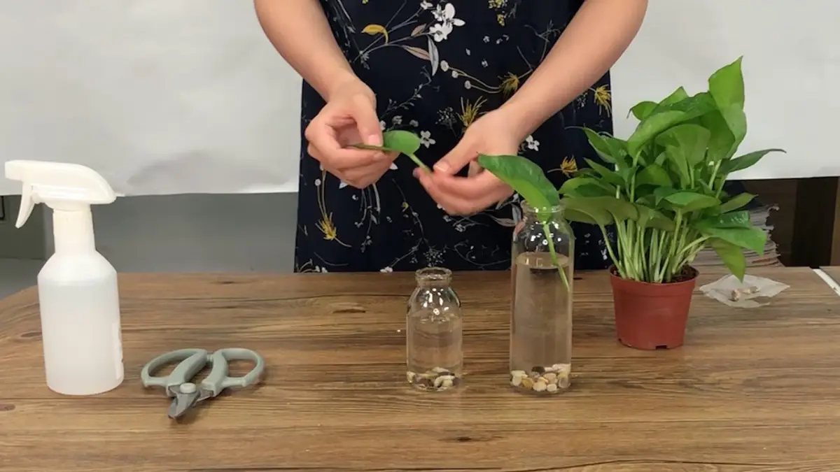 9 Plantes qui peuvent pousser sans terre