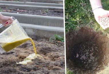 N'achetez plus des engrais ,Voici la meilleure recette naturelle et sans frais!!