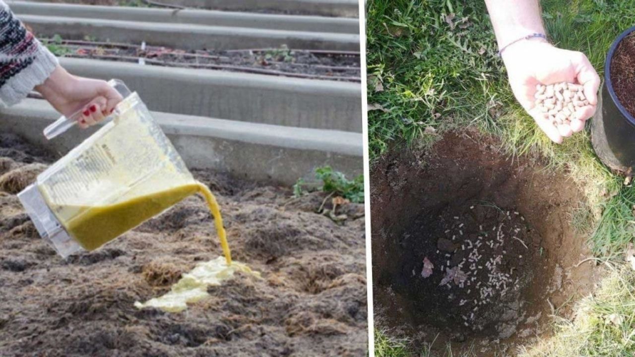 N’achetez plus des engrais ,Voici la meilleure recette naturelle et sans frais!!