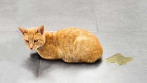Comment enlever l'odeur d'urine de chat