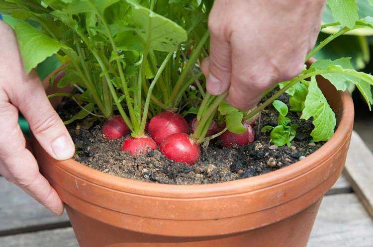 Les 20 légumes les plus faciles faire pousser en pot
