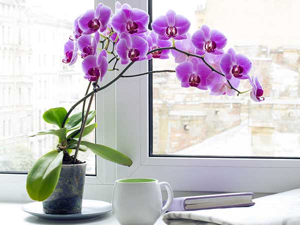 Quelles plantes absorbent l'humidité dans votre maison ?
