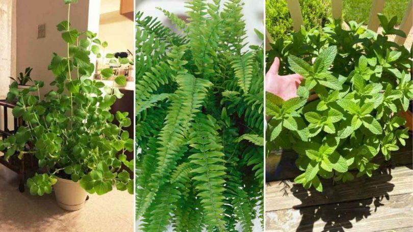 Quelles plantes absorbent l'humidité dans votre maison ?