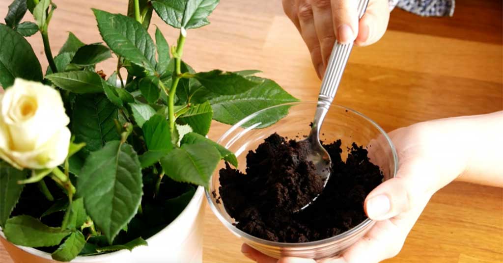 8 utilisations magiques du marc de café dans votre jardin