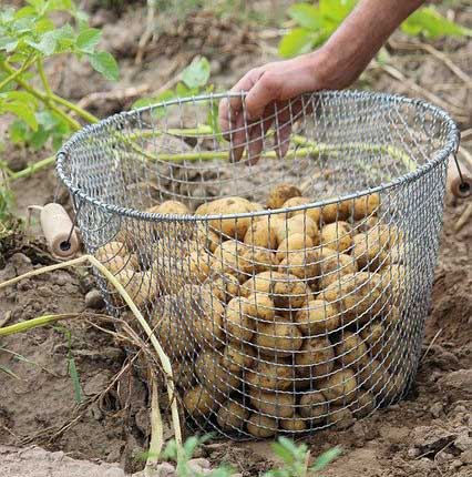 Comment cultiver et conserver la pomme de terre ?