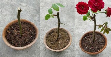 Comment faire pousser une tige de rose étape par étape ?