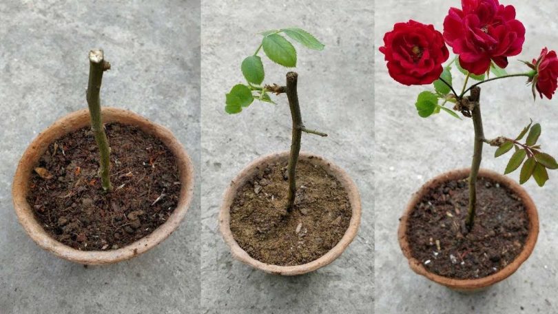 Comment faire pousser une tige de rose étape par étape ?