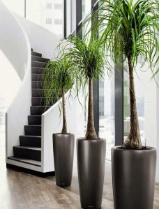 Les 10 plantes d'intérieur qui ne nécessitent pas d'entretie