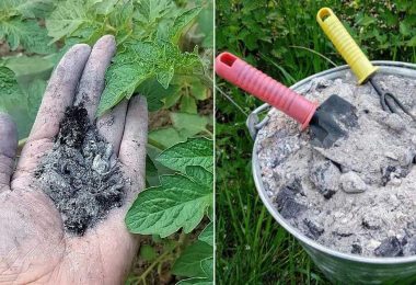 Que Faire Avec la Cendre de Bois