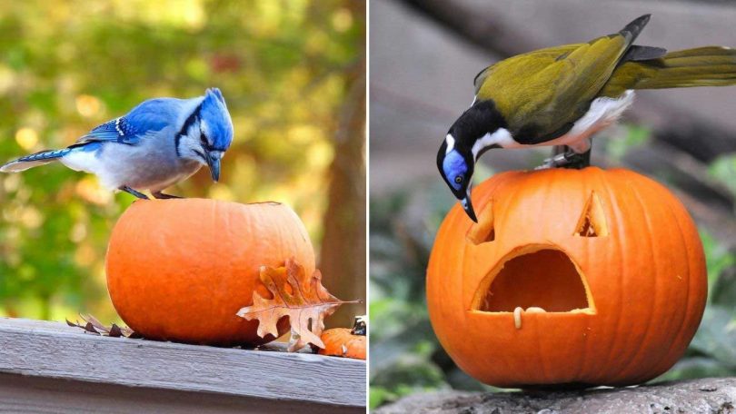 7 oiseaux d'automne à voir dans votre jardin