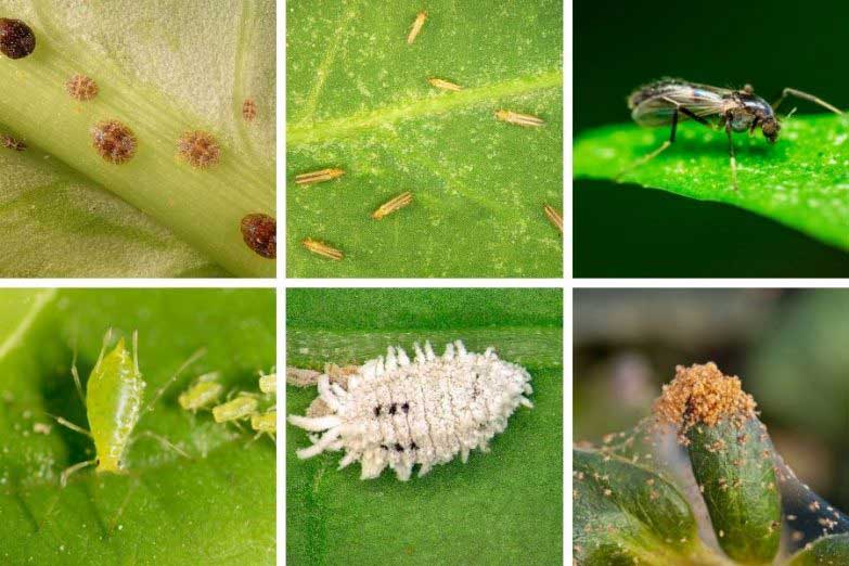 7 remèdes naturels contre les insectes du jardin