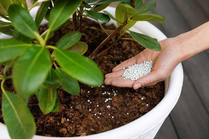 Comment aider vos plantes à devenir fortes