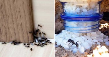 Comment se débarrasser des fourmis sans pesticides ?